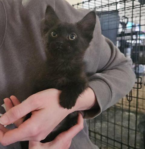 Eevee, Adoptable, Kitten Female Domestic Short Hair.