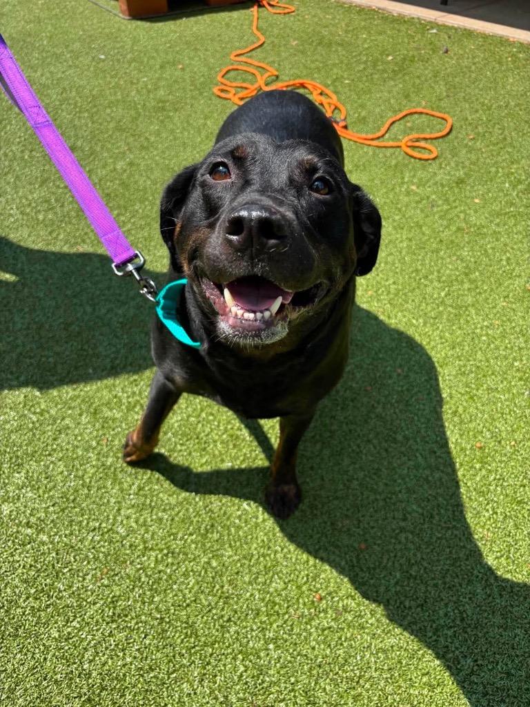 Gummy Bear, Adoptable, Adult Male Labrador Retriever.