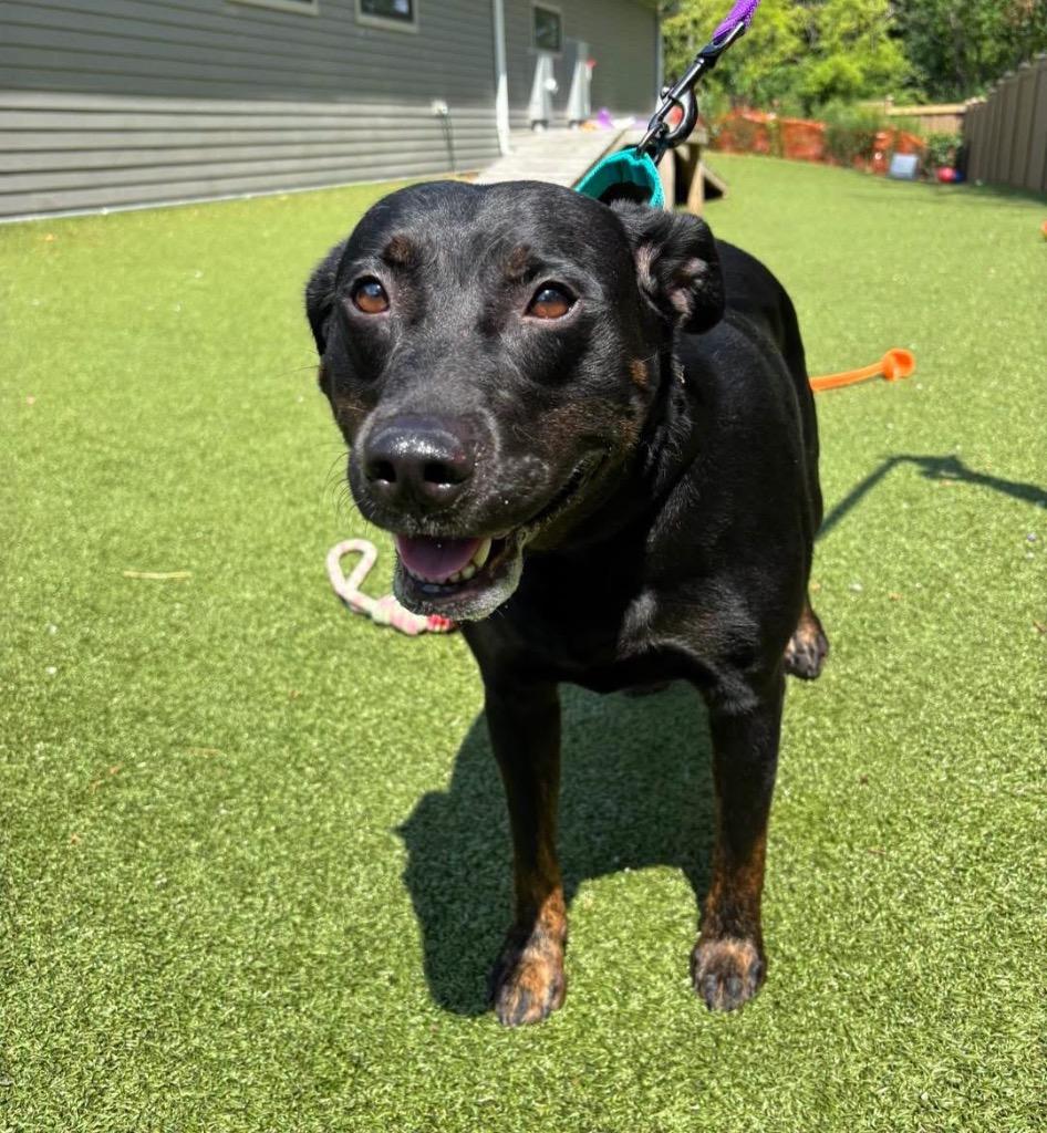 Enlarge Gummy Bear, a Adoptable mixed breed in Liverpool, NY image 2/4