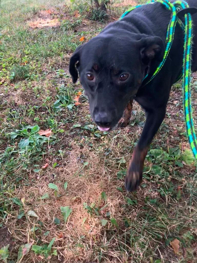 Enlarge Gummy Bear, a Adoptable mixed breed in Liverpool, NY image 3/4
