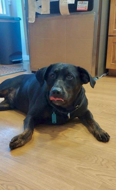 Enlarge Gummy Bear, a Adoptable mixed breed in Liverpool, NY image 4/4