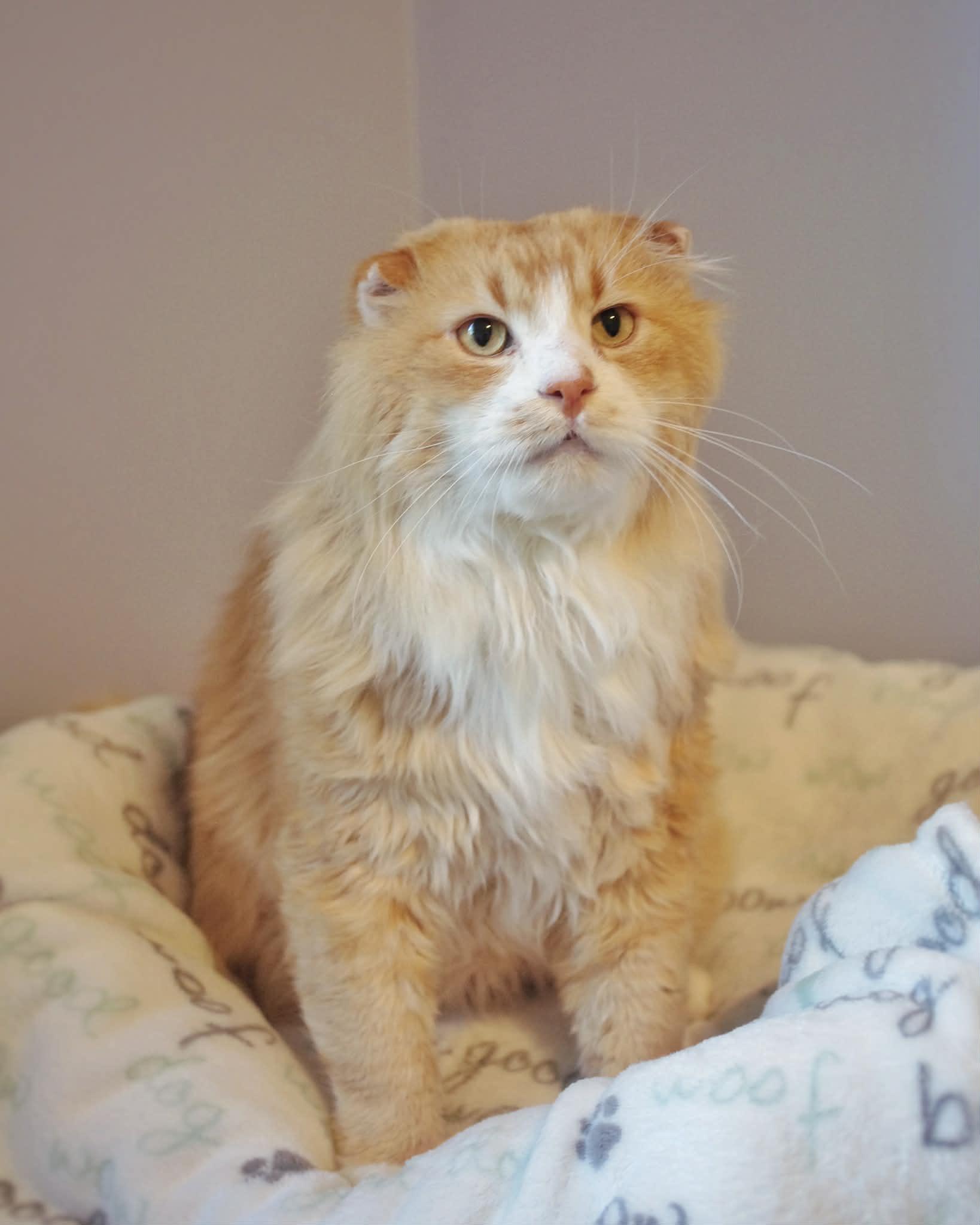 Bruce B. Baker, Artisan Biscuit Maker, ADOPTABLE, Adult Male Domestic Long Hair.