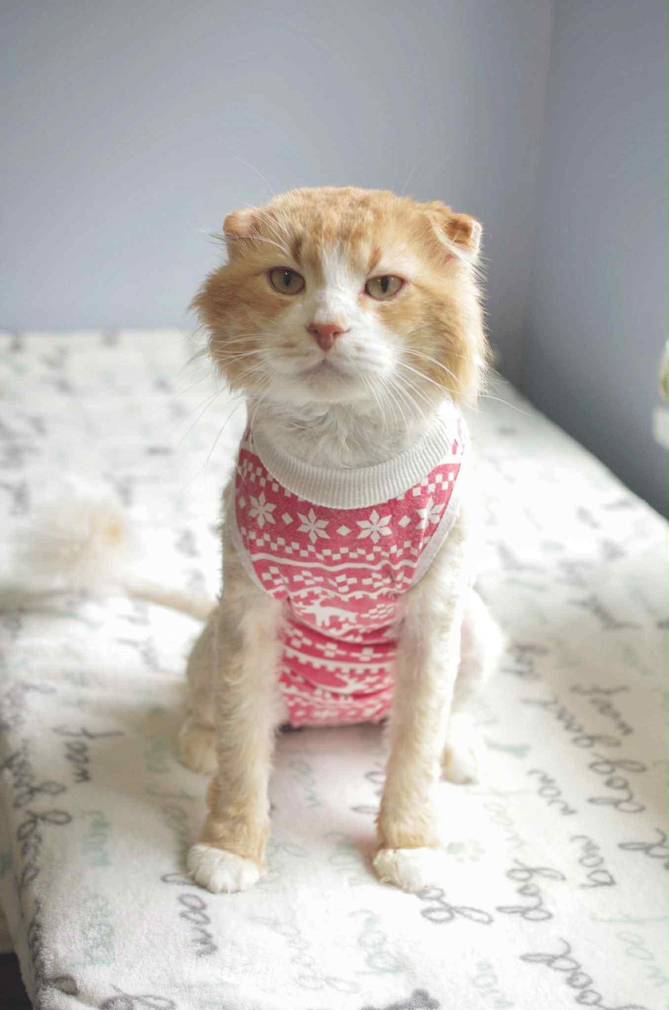 Enlarge Bruce B. Baker, Artisan Biscuit Maker, a ADOPTABLE Domestic Long Hair in Vancouver, BC image 2/4