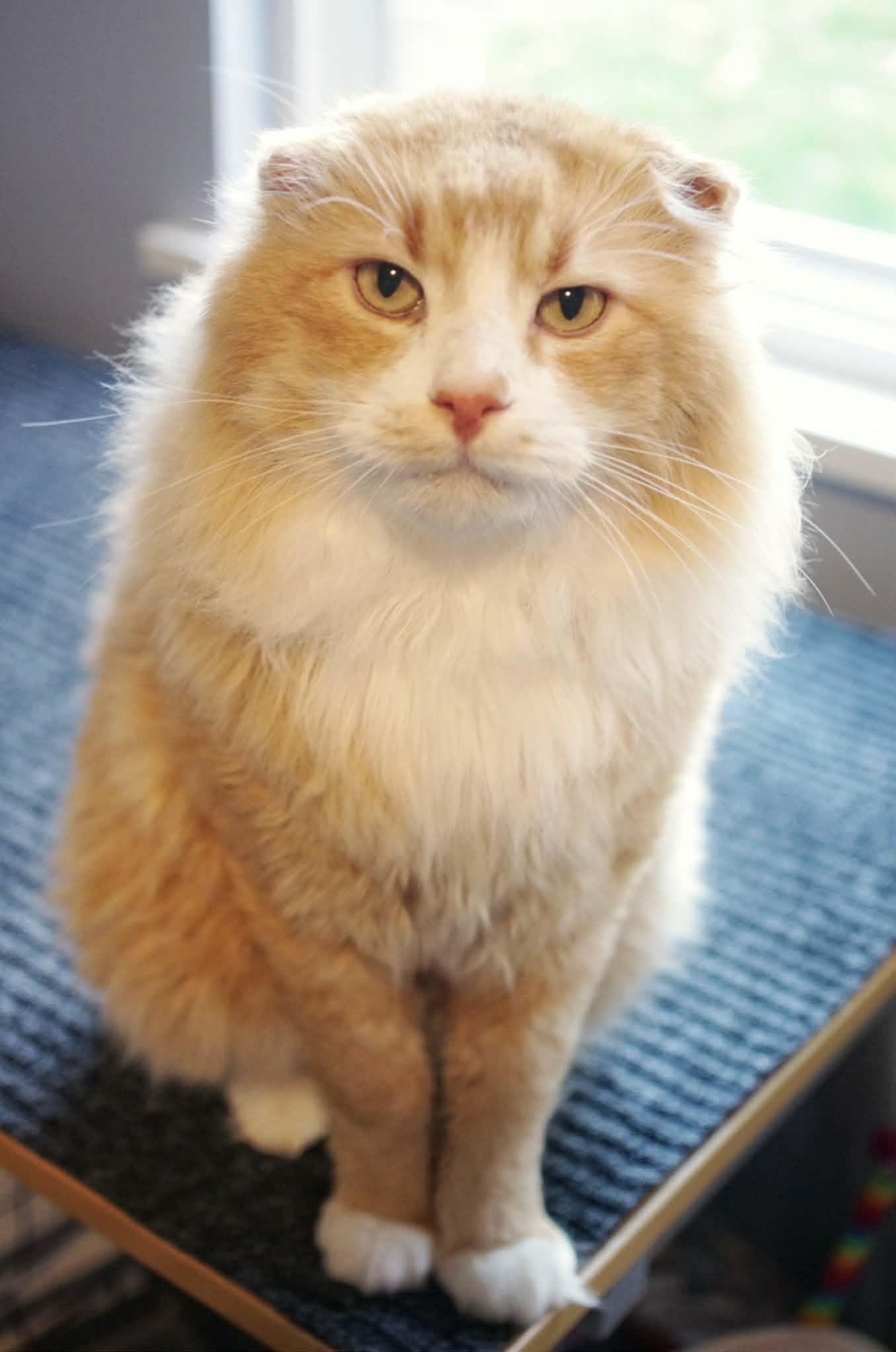 Enlarge Bruce B. Baker, Artisan Biscuit Maker, a ADOPTABLE Domestic Long Hair in Vancouver, BC image 4/4