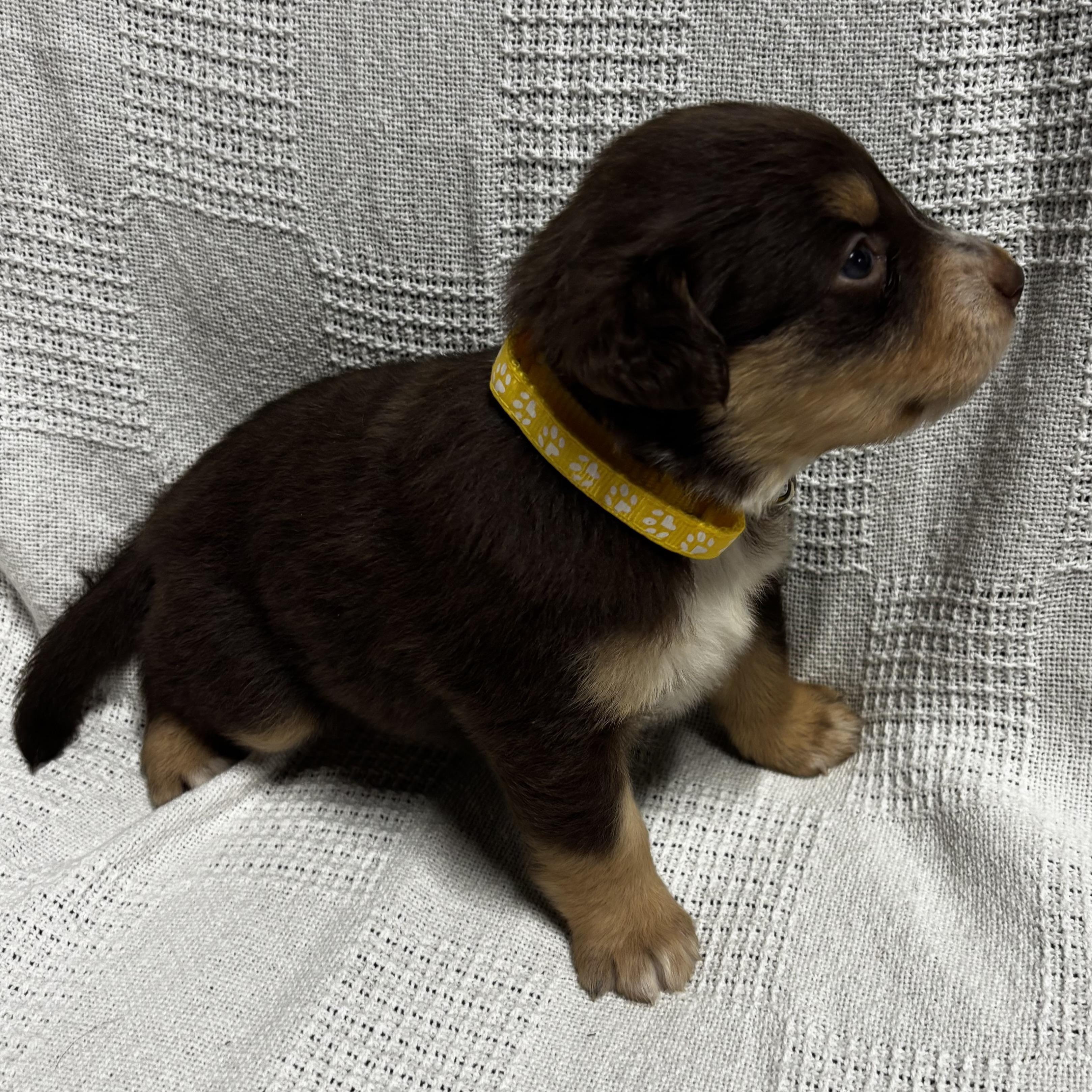 Enlarge Hyacinth, a Adoptable mixed breed in Latham, NY image 5/6