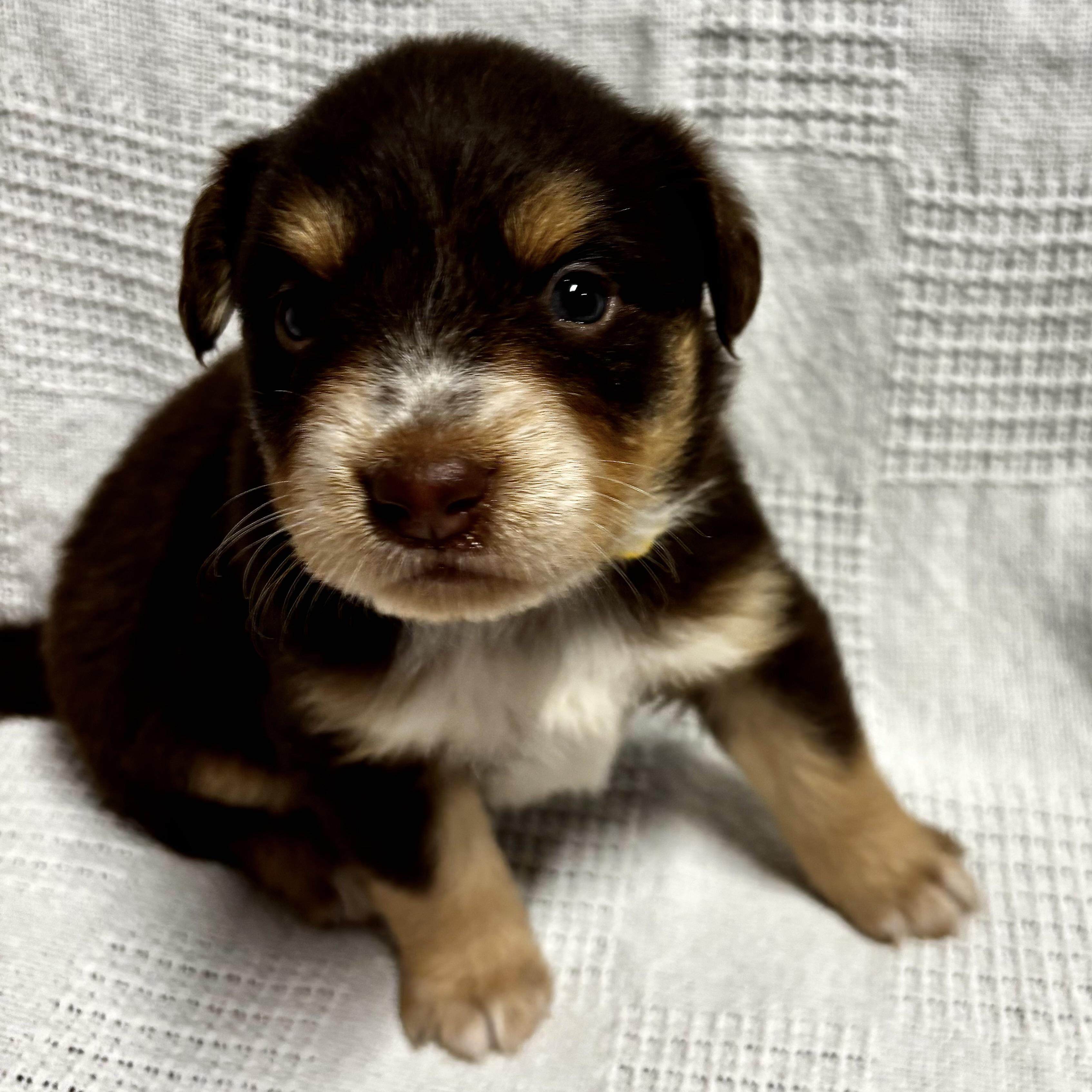 Enlarge Hyacinth, a Adoptable mixed breed in Latham, NY image 1/6