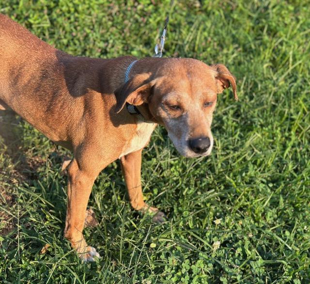 Hunter, a Adoptable mixed breed in Louisville, KY image 1/5