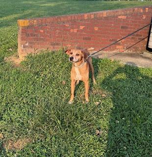 Hunter, a Adoptable mixed breed in Louisville, KY image 2/5