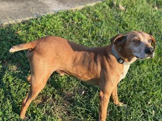 Hunter, a Adoptable mixed breed in Louisville, KY image 3/5
