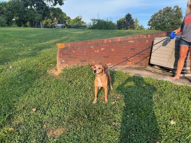 Hunter, Adoptable, Adult Male Hound.