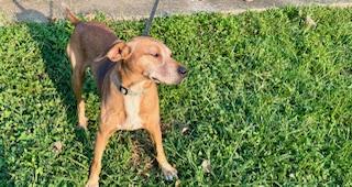 Hunter, a Adoptable mixed breed in Louisville, KY image 5/5