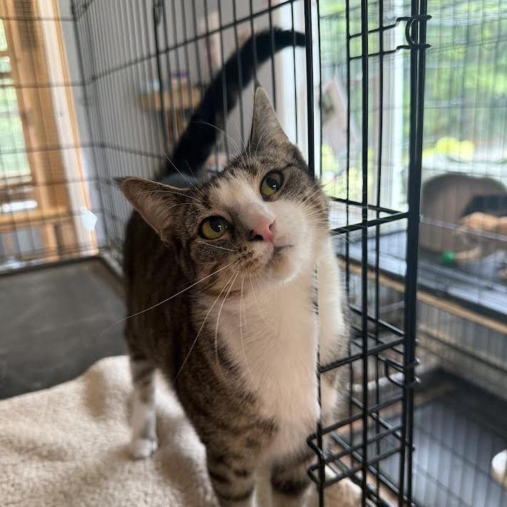Hello Kitty, Adoptable, Young Female Domestic Medium Hair.
