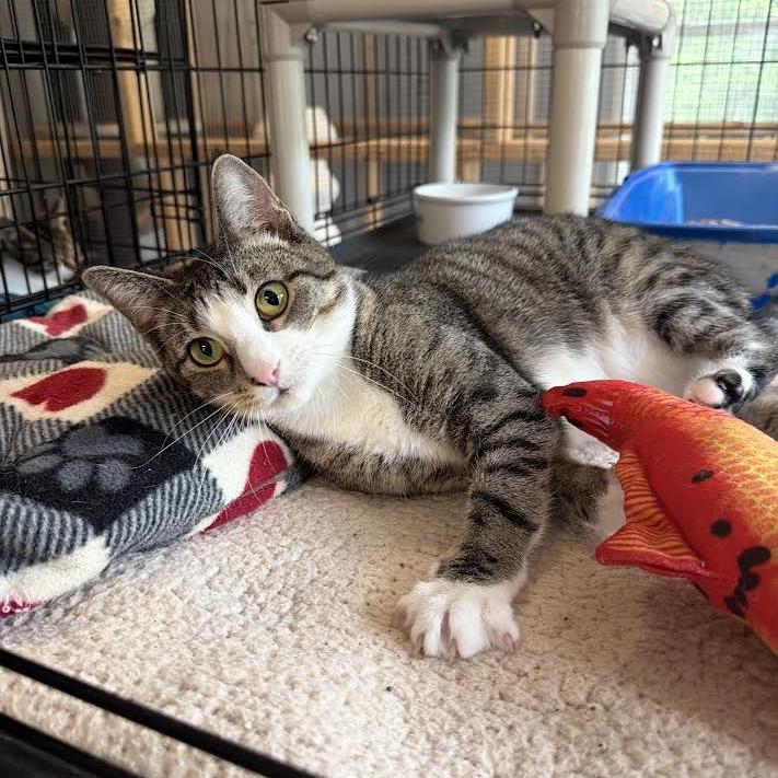 Enlarge Hello Kitty, a Adoptable Domestic Medium Hair in Wappingers Falls, NY image 2/3