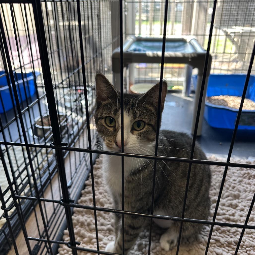 Enlarge Hello Kitty, a Adoptable Domestic Medium Hair in Wappingers Falls, NY image 3/3