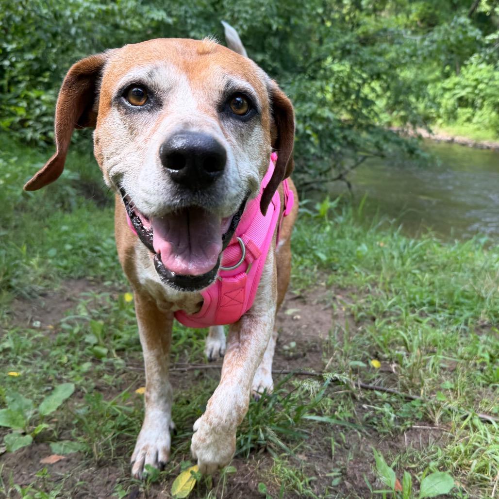 Asia, Adoptable, Senior Female Hound.