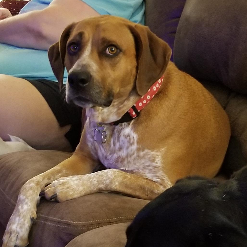 Asia, a Adoptable Hound in Waynesville, NC image 2/6