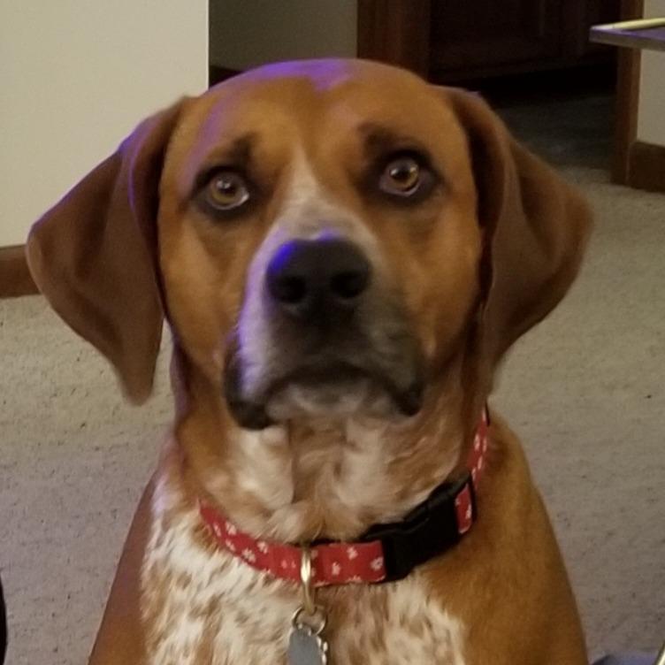 Asia, a Adoptable Hound in Waynesville, NC image 3/6