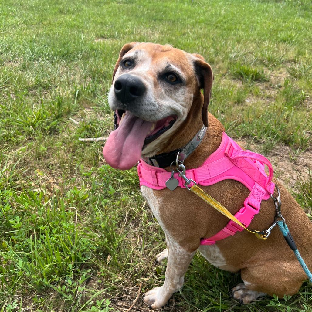 Asia, a Adoptable Hound in Waynesville, NC image 5/6