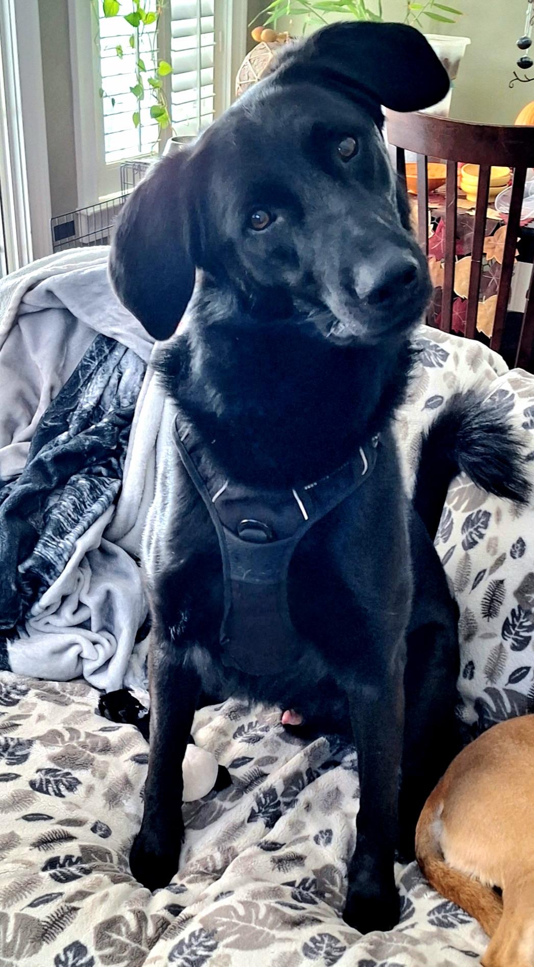 Enlarge McGee, a ADOPTABLE mixed breed in Pelzer, SC image 3/4