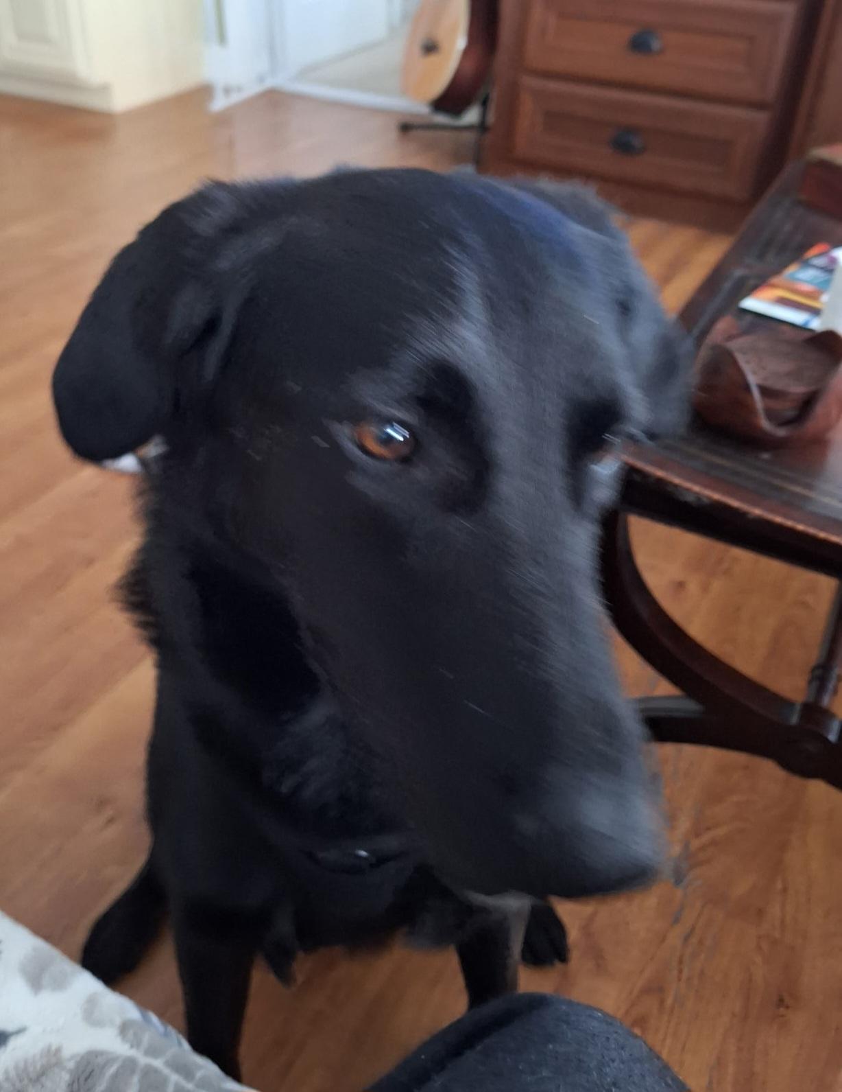 Enlarge McGee, a ADOPTABLE mixed breed in Pelzer, SC image 4/4