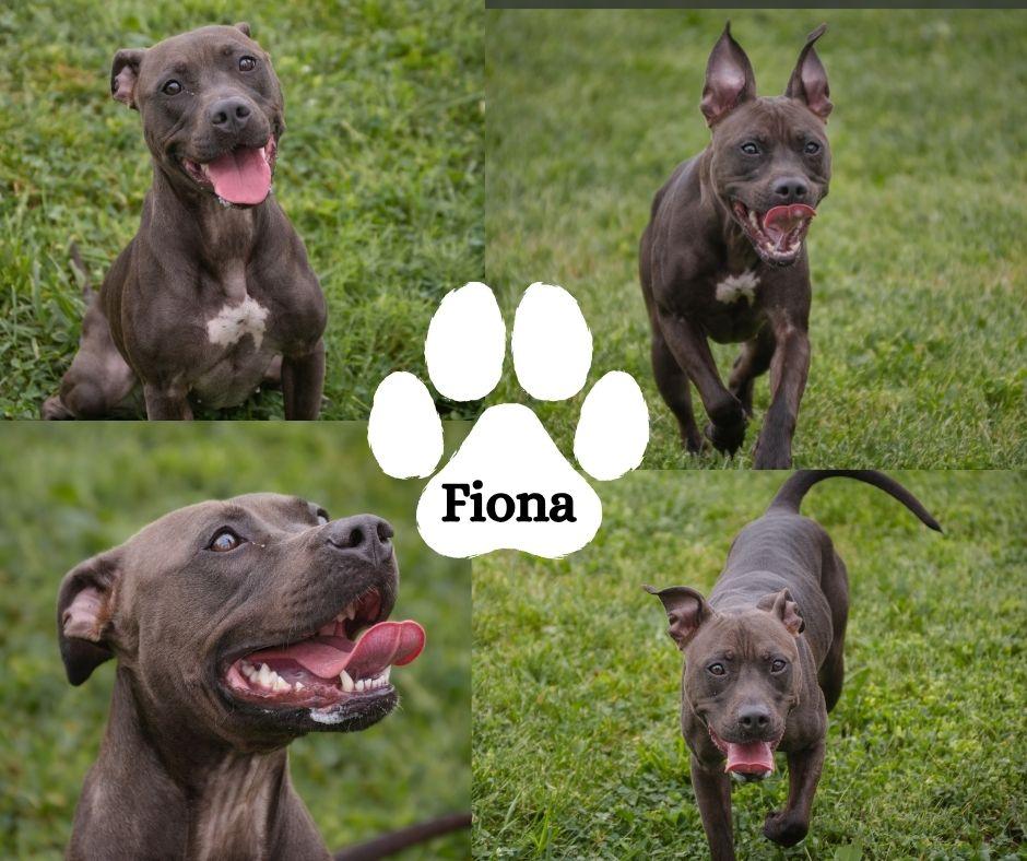 Enlarge Fiona, a Adoptable mixed breed in Winchester, KY image 1/1