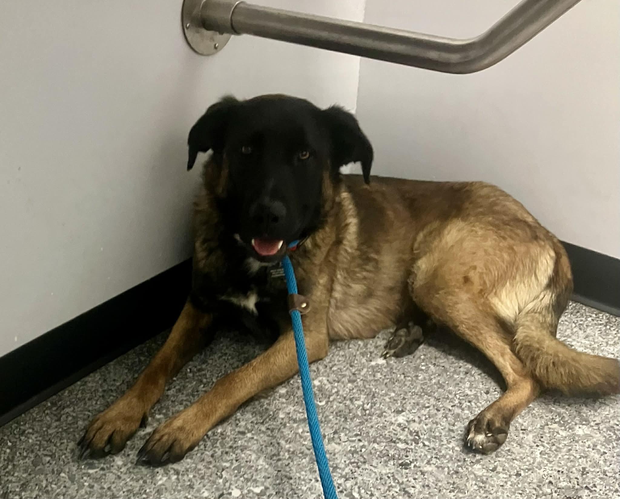 Enlarge Gladys, a Adoptable Belgian Shepherd / Malinois in Vancouver, WA image 1/3