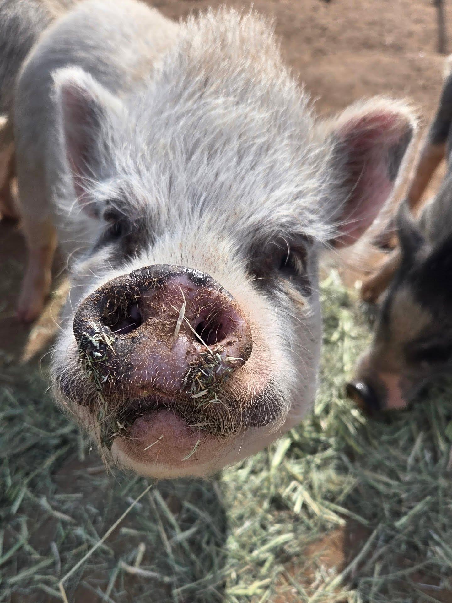 Enlarge Happy, a Adoptable Pot Bellied in Agua Dulce, CA image 2/2