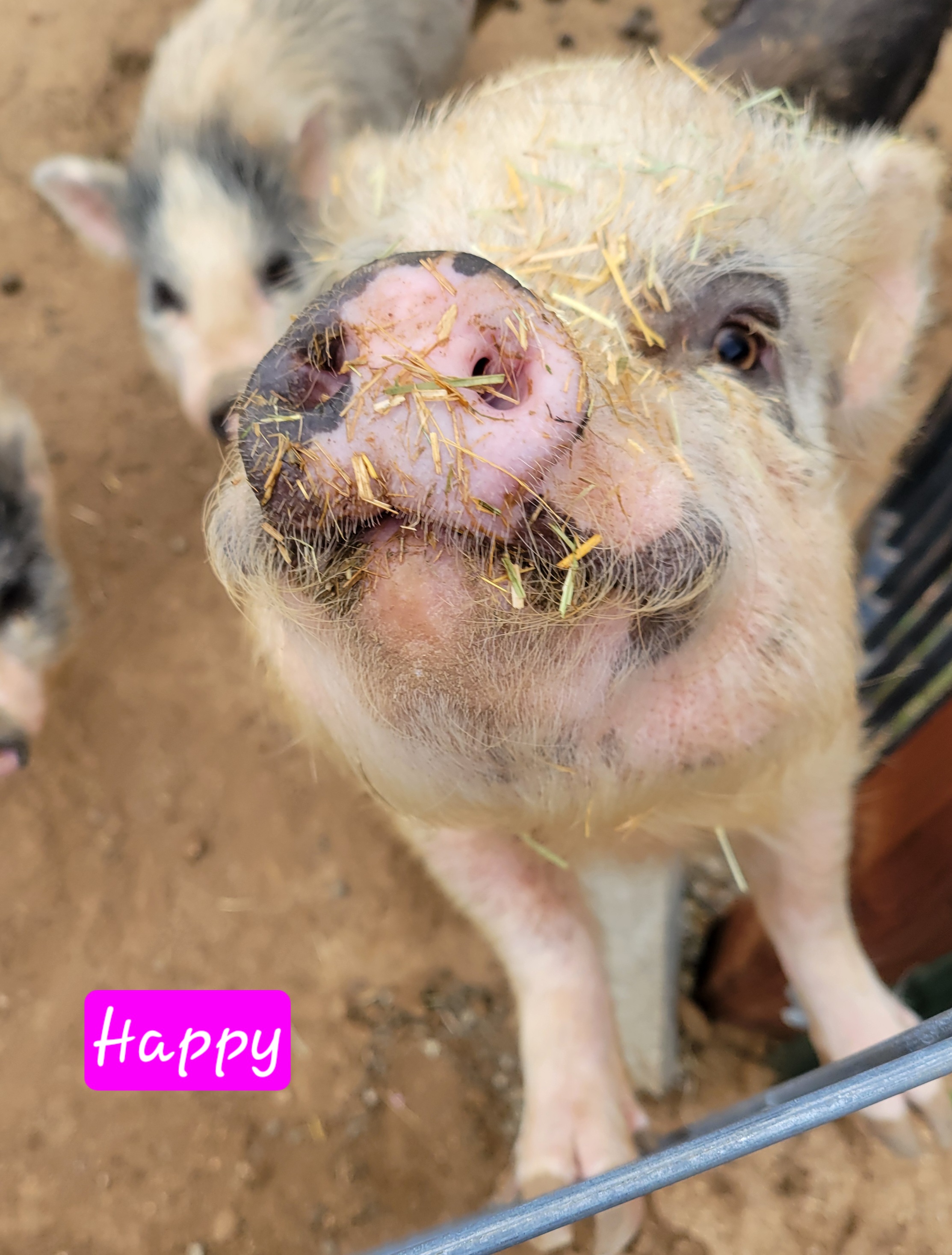 Enlarge Happy, a Adoptable Pot Bellied in Agua Dulce, CA image 1/1