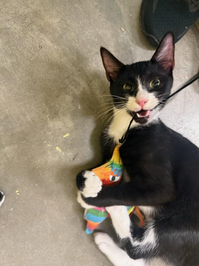 Rita (At PetSmart Bluffton), Adoptable, Young Female Domestic Short Hair.