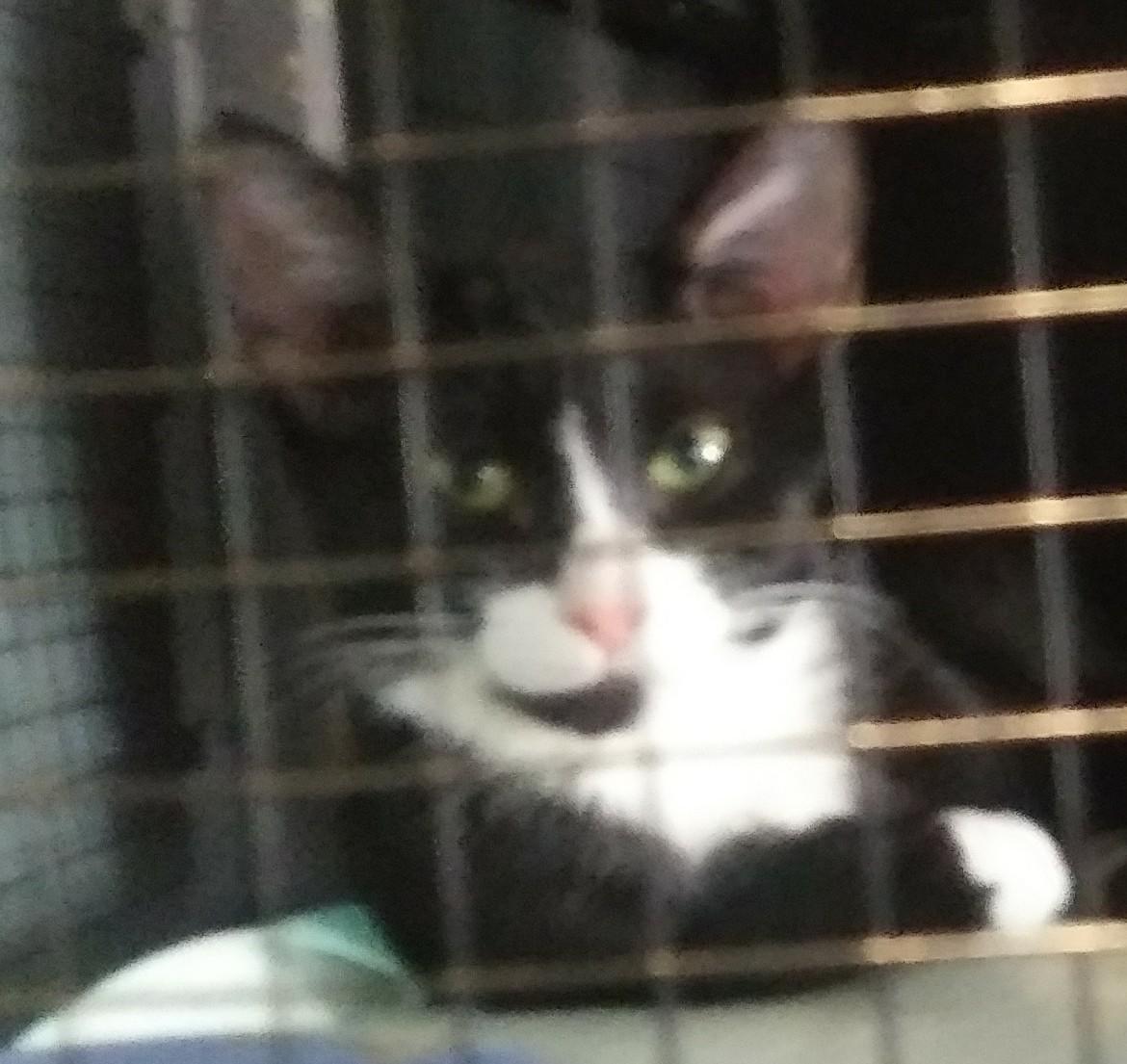 Enlarge Rita (At PetSmart Bluffton), a Adoptable Domestic Short Hair in Port Wentworth, GA image 2/3