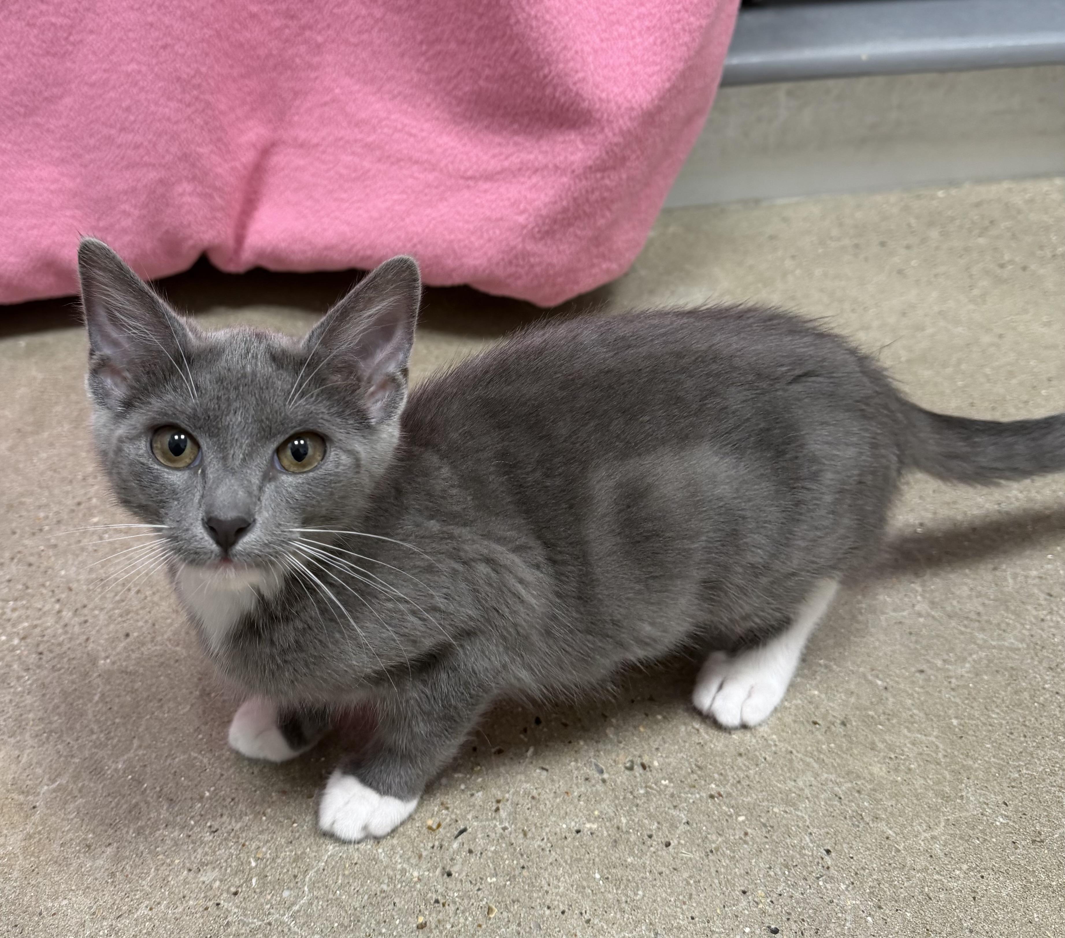 Wren - Riley Fuzzel Petsmart, an adopted Russian Blue in Spring, TX image 2/3