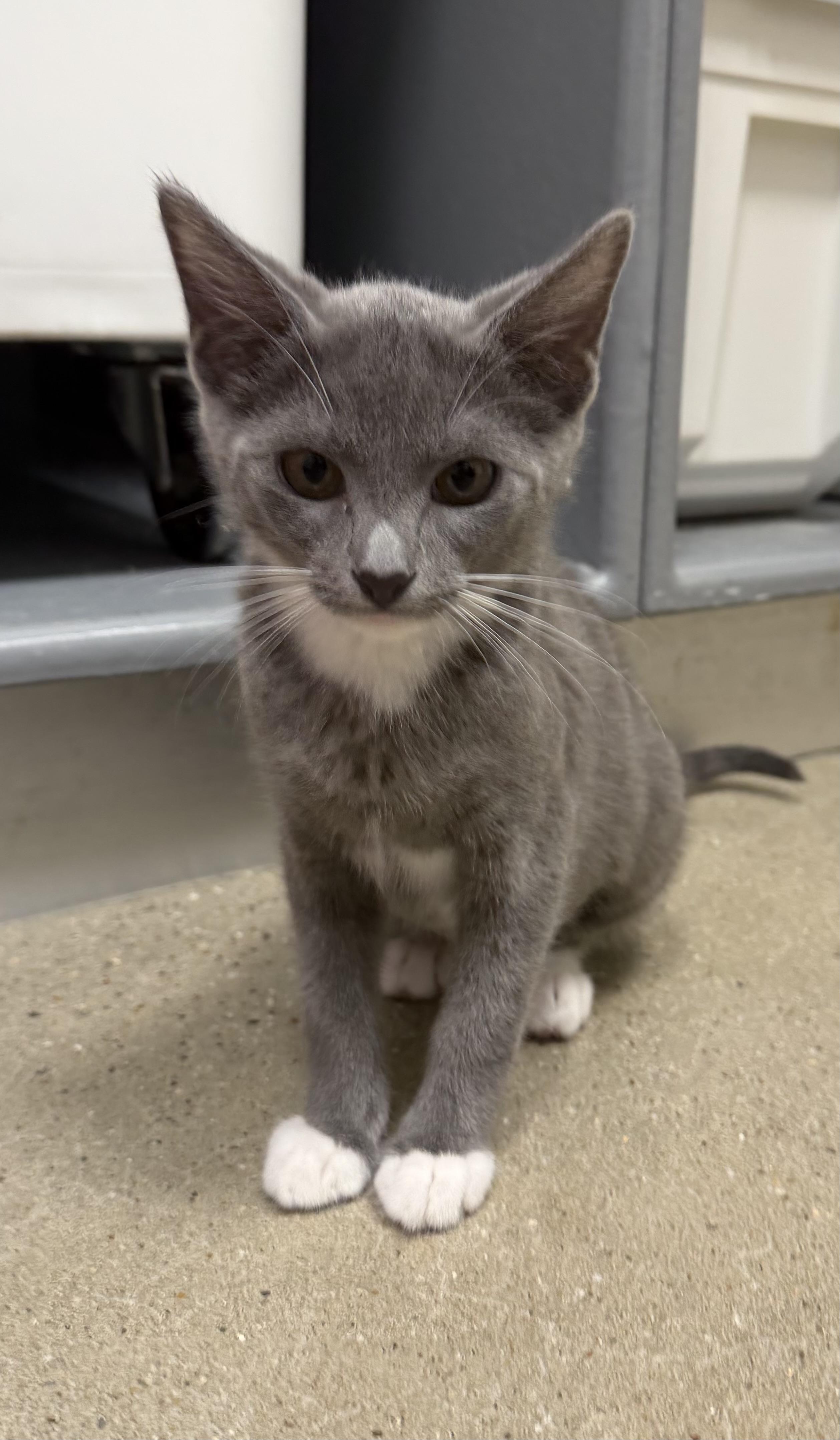 Wren - Riley Fuzzel Petsmart, an adopted Russian Blue in Spring, TX image 3/3