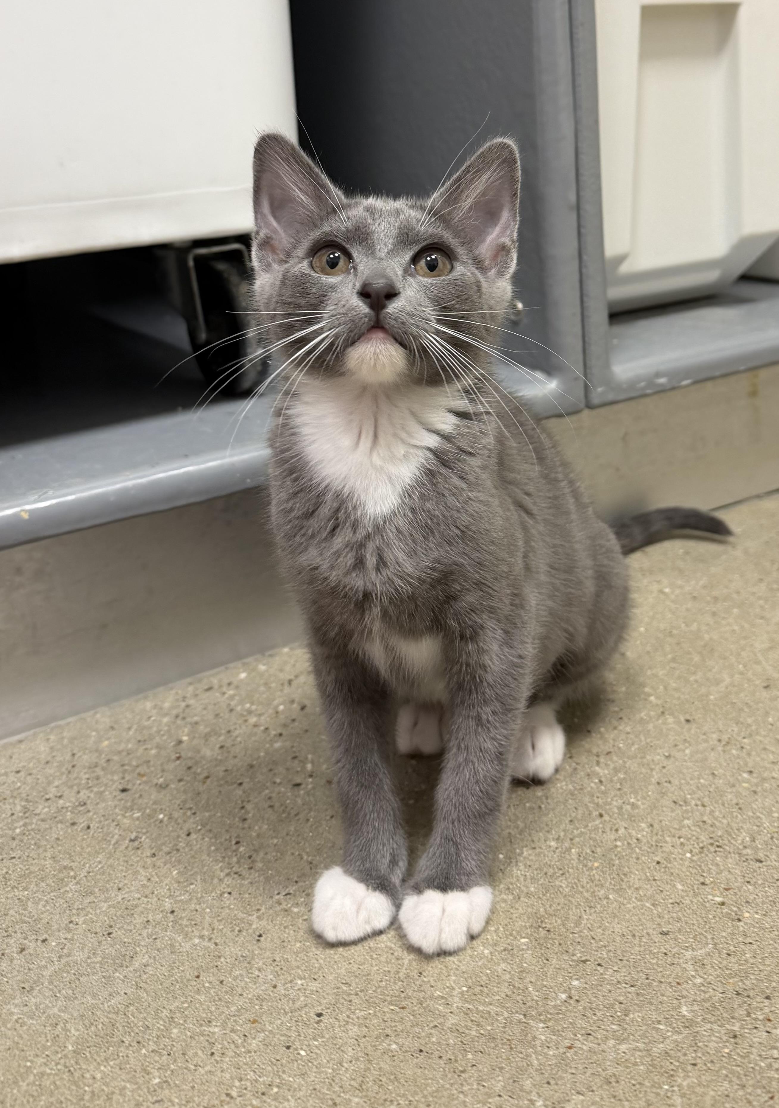 Wren - Riley Fuzzel Petsmart, adopted, Kitten Female Russian Blue.