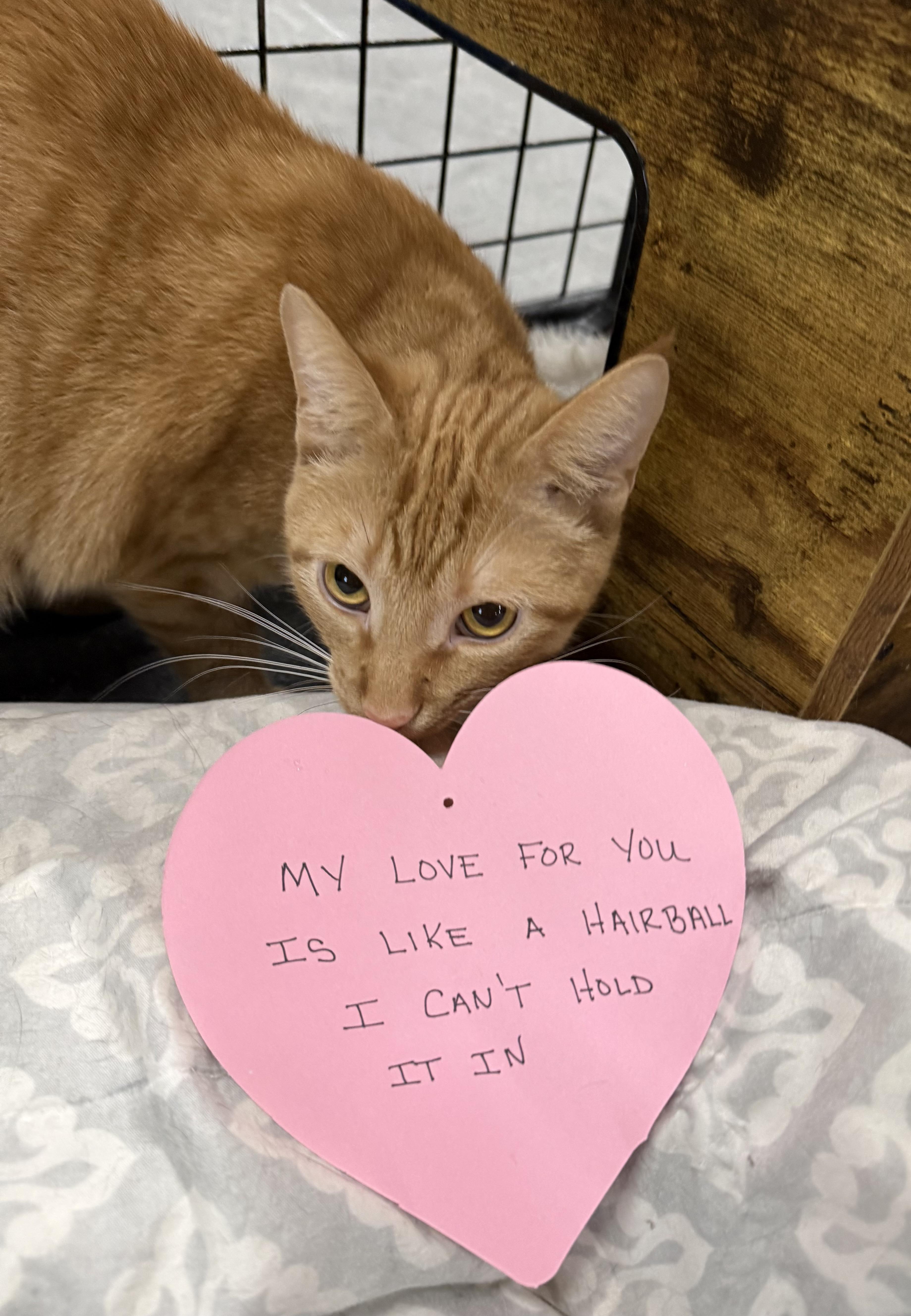 Sunshine, ADOPTABLE, Young Male Domestic Short Hair & Abyssinian.