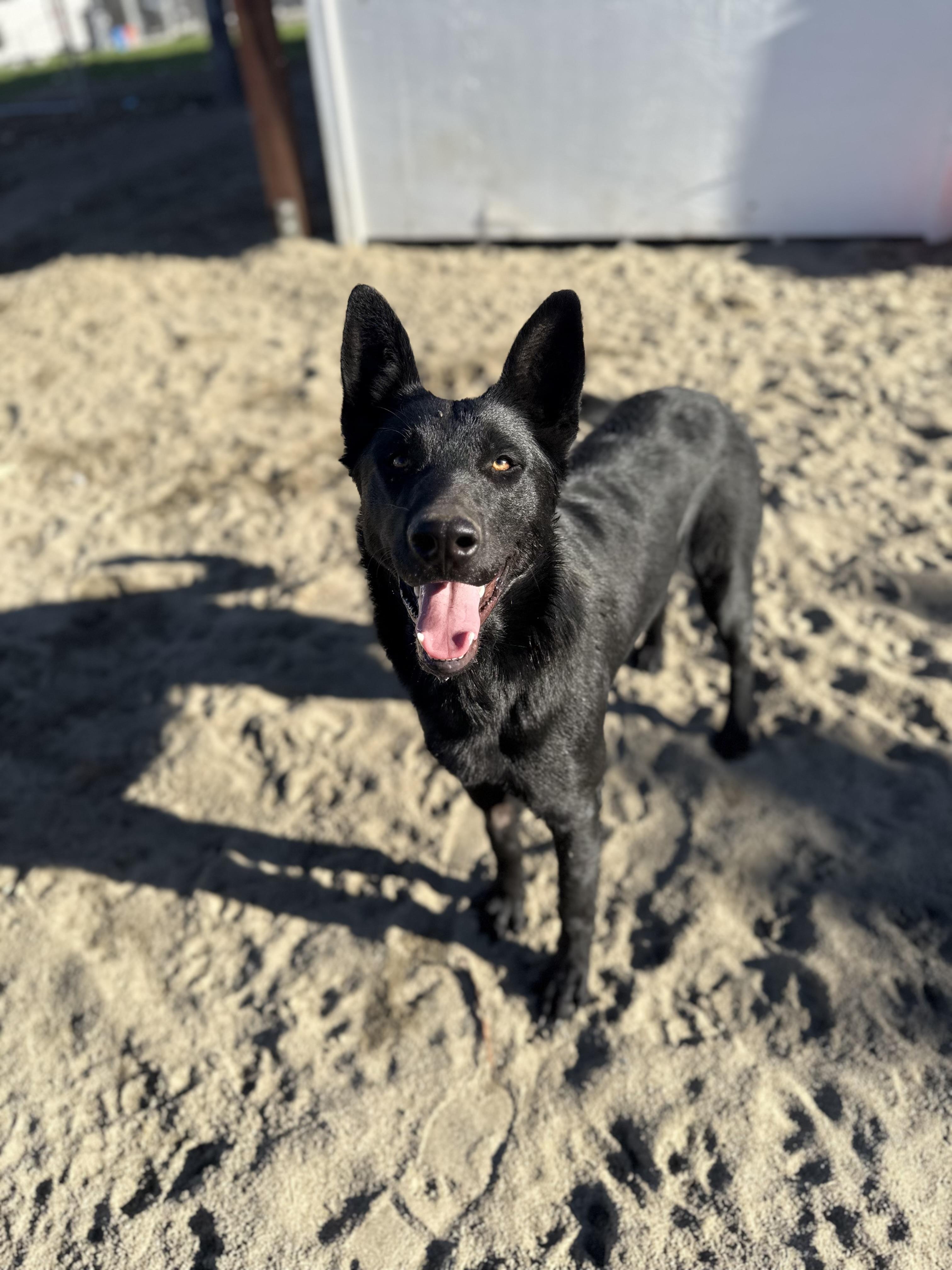 Enlarge Birch, a ADOPTABLE German Shepherd Dog in Los Angeles, CA image 1/2