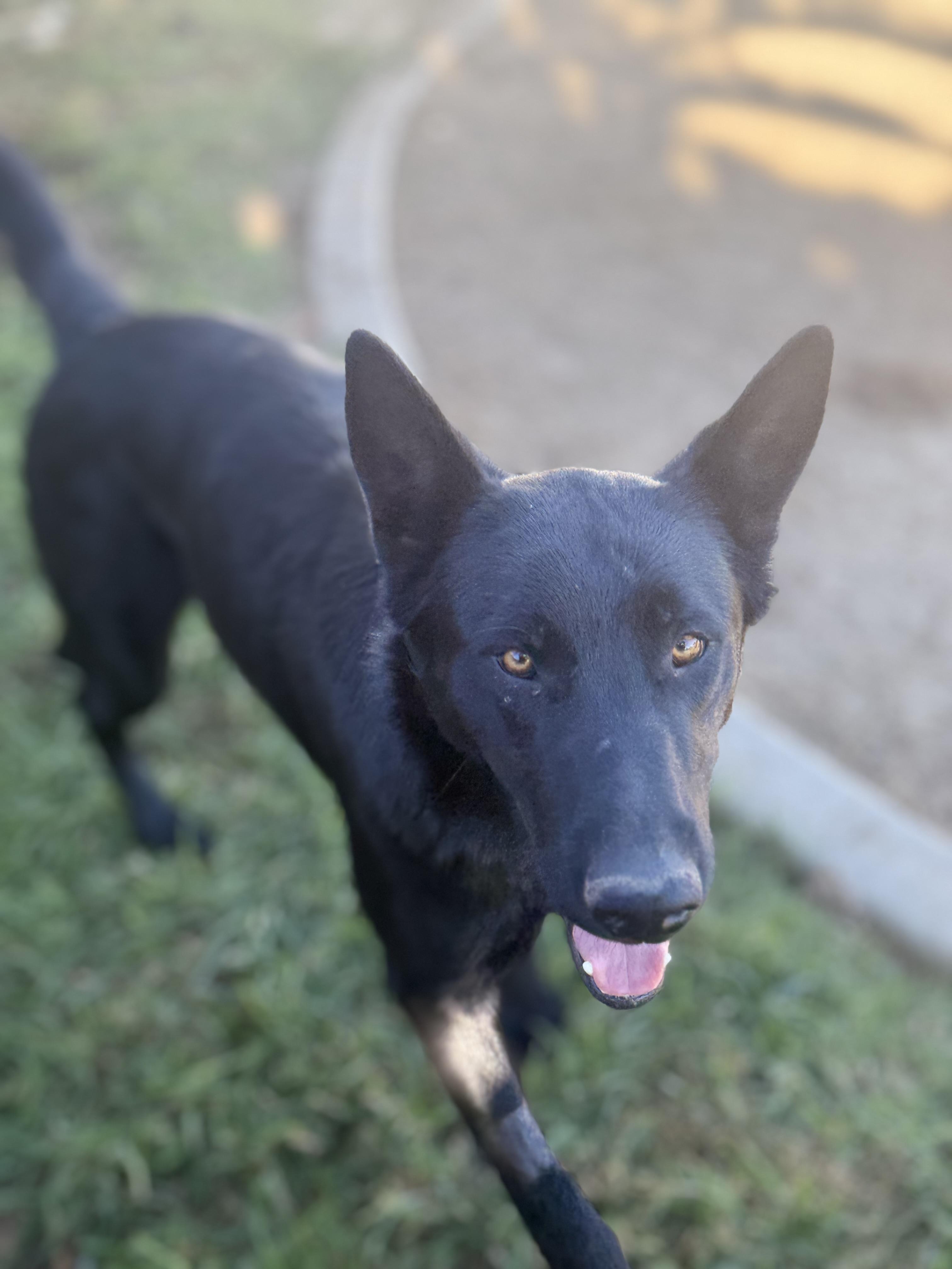 Enlarge Birch, a ADOPTABLE German Shepherd Dog in Los Angeles, CA image 2/2