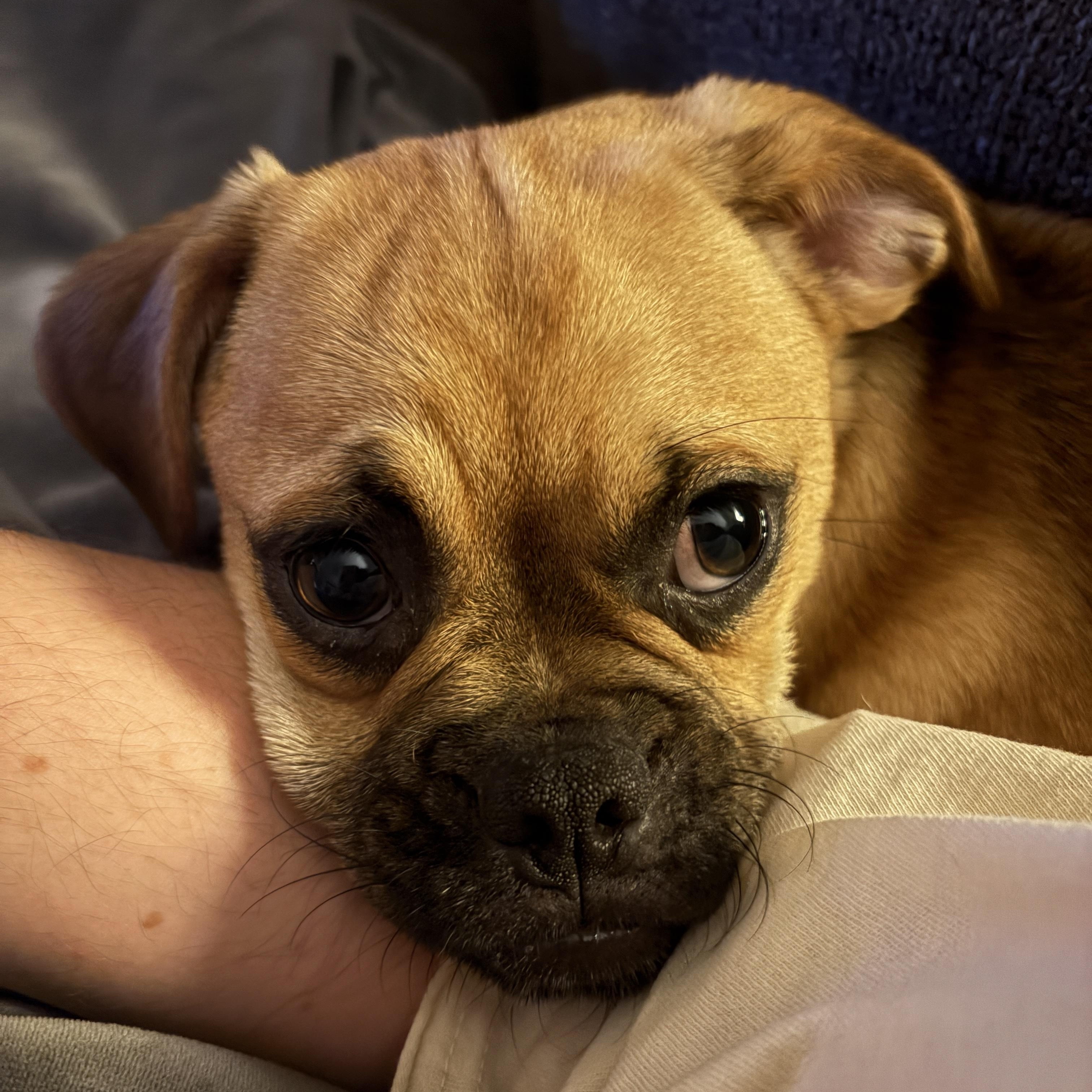 Enlarge Pumpernickel, a Adopted Puggle in Memphis, TN image 2/4