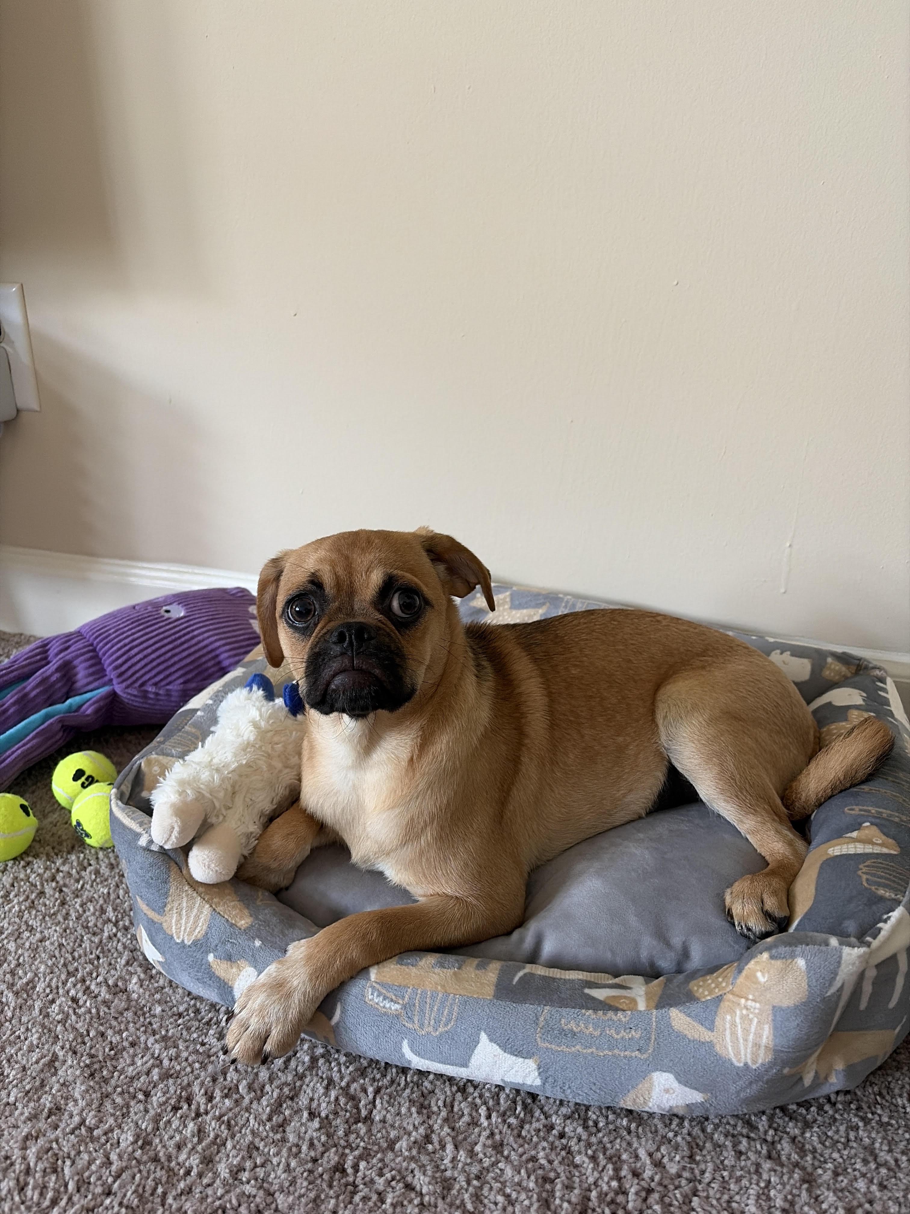 Enlarge Pumpernickel, a Adopted Puggle in Memphis, TN image 4/4