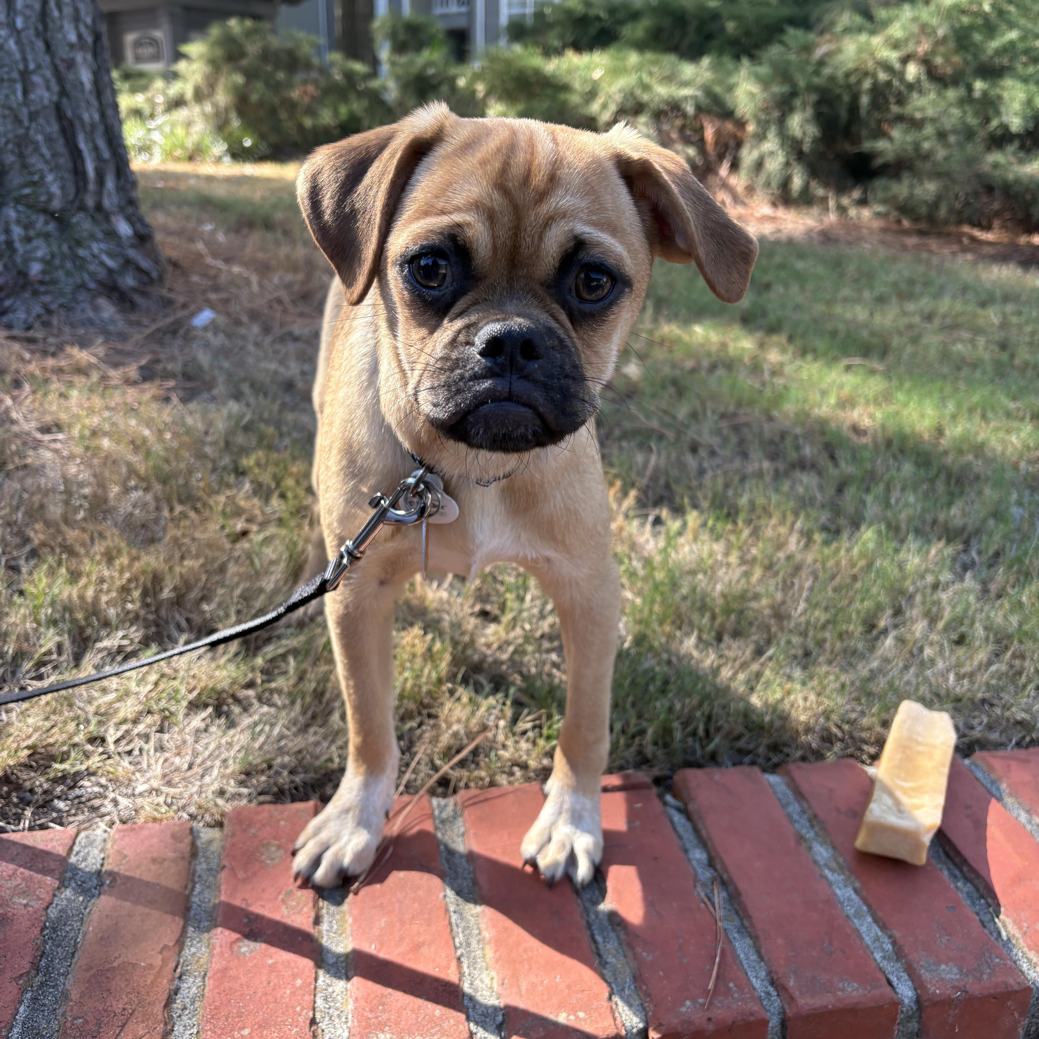 Pumpernickel, Adopted, Young Female Puggle.