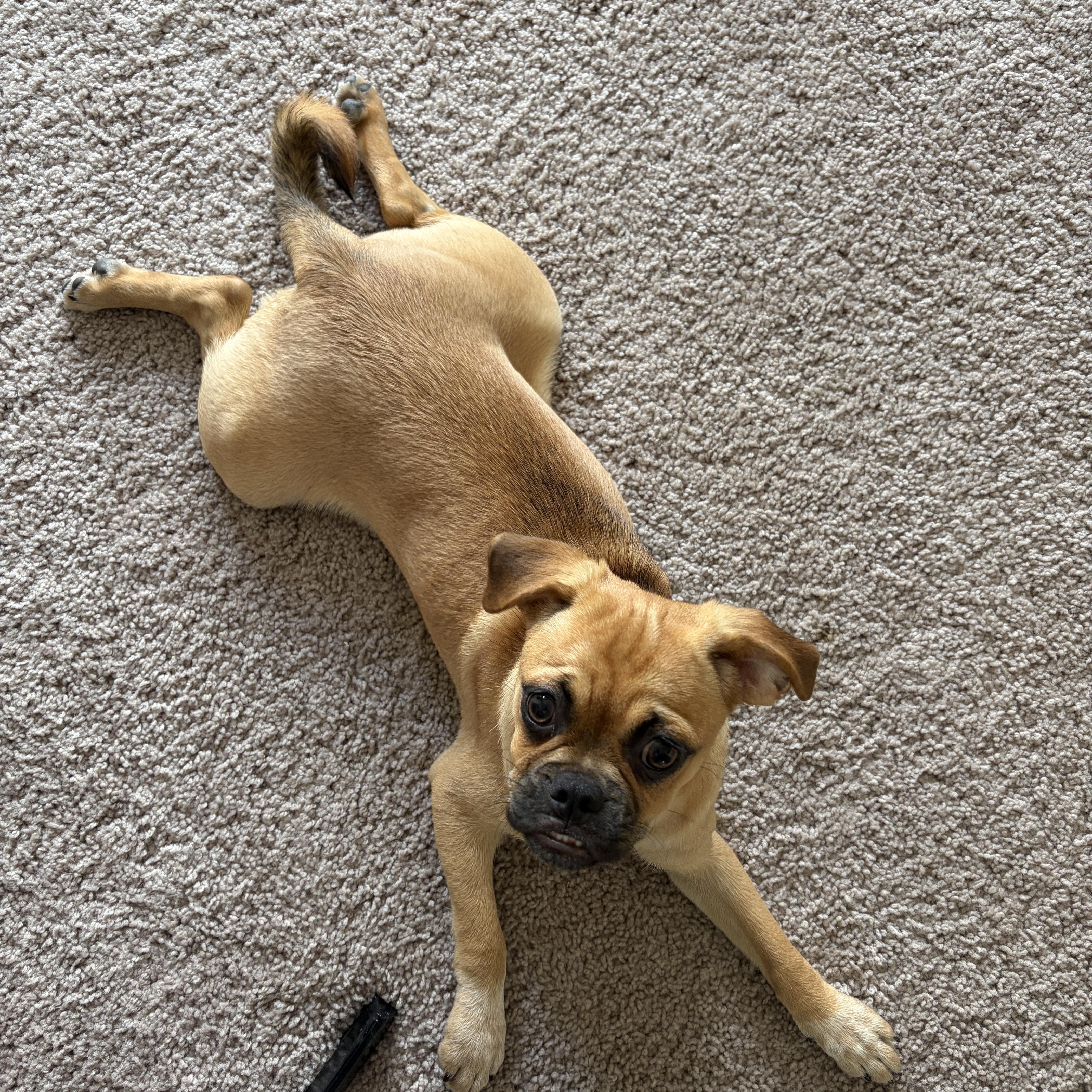 Enlarge Pumpernickel, a Adopted Puggle in Memphis, TN image 3/4