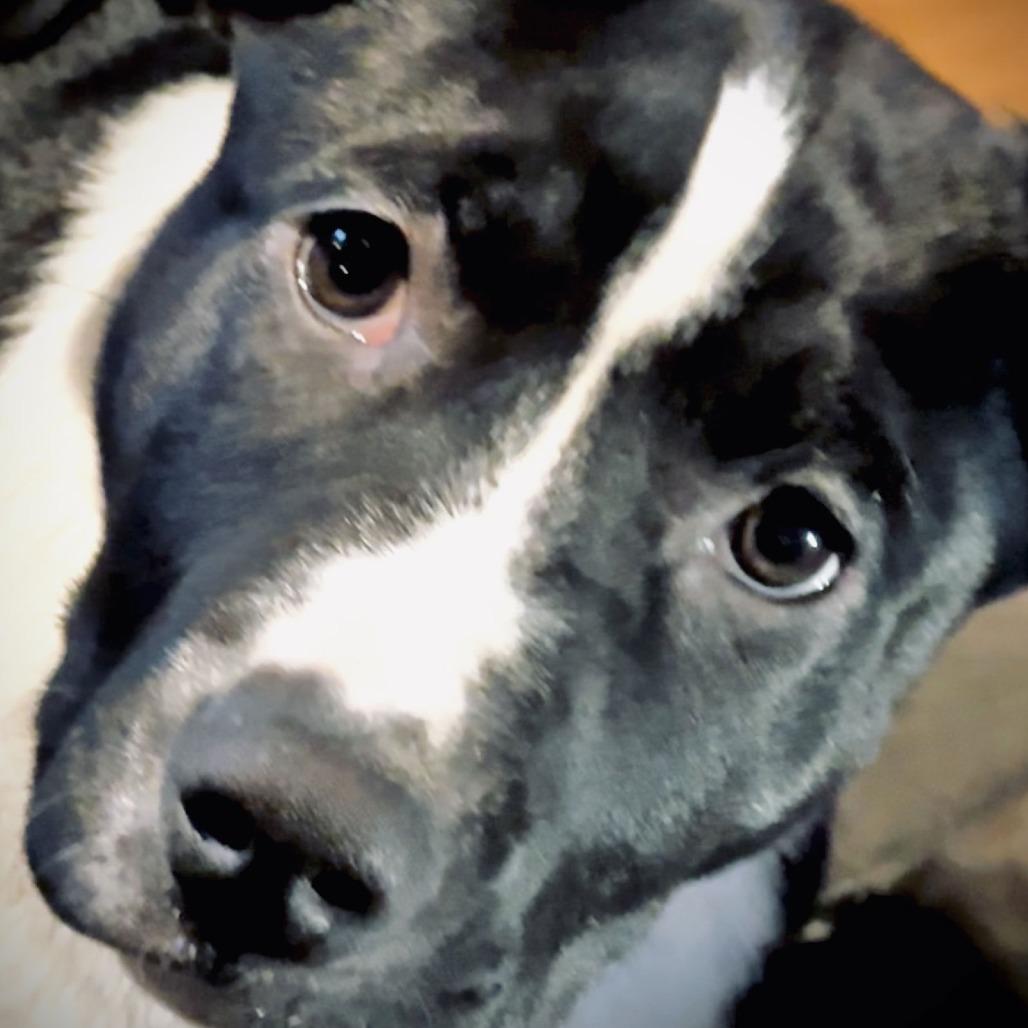 Puppy Pebbles D9664, Adoptable, Puppy Female German Shepherd Dog & Labrador Retriever.