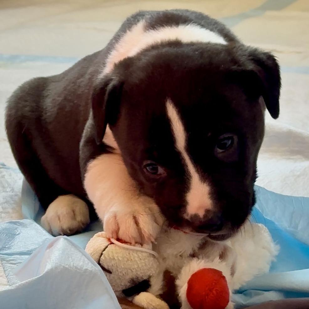 Enlarge Puppy Pebbles D9664, a Adoptable mixed breed in Princeton, MN image 2/6