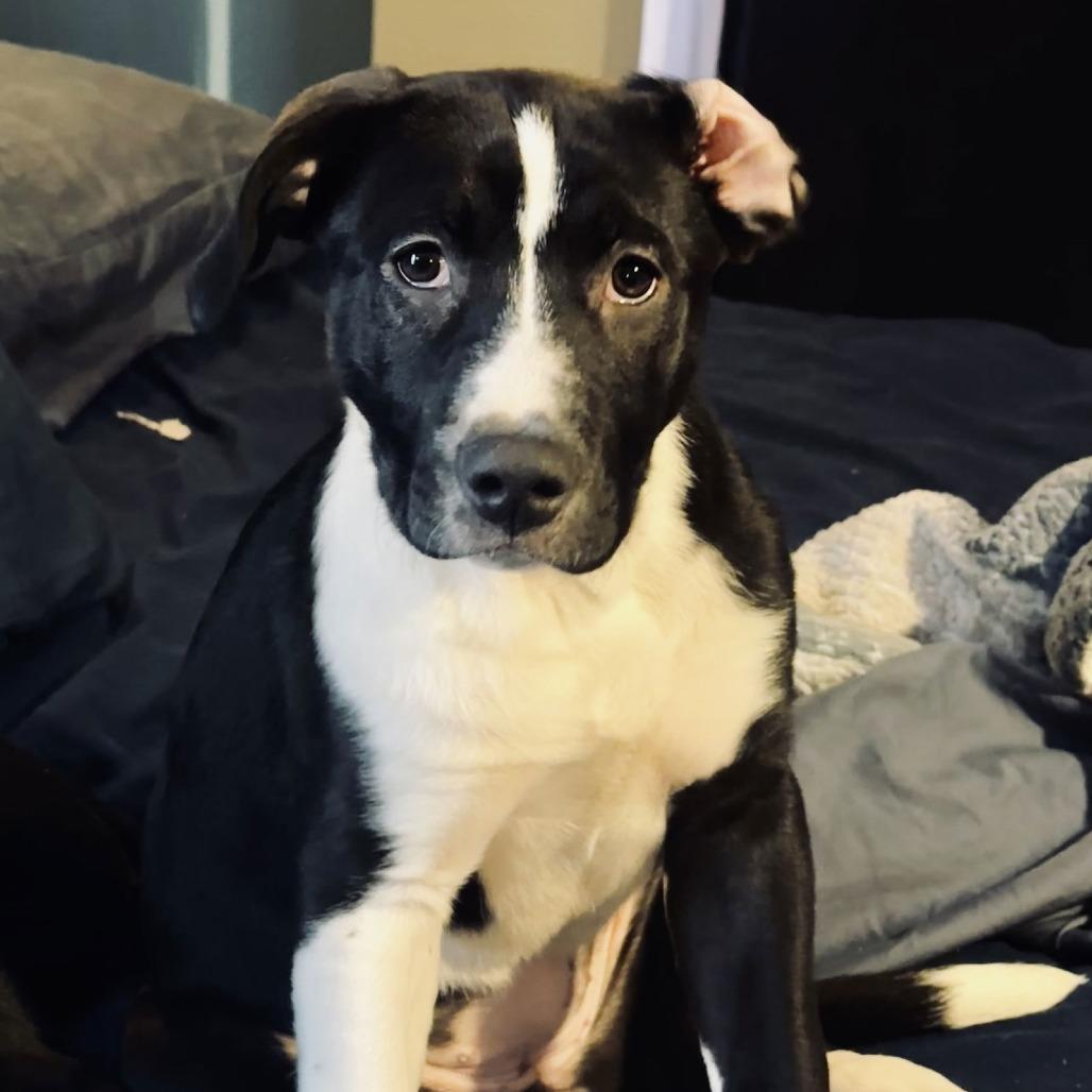 Enlarge Puppy Pebbles D9664, a Adoptable mixed breed in Princeton, MN image 3/6