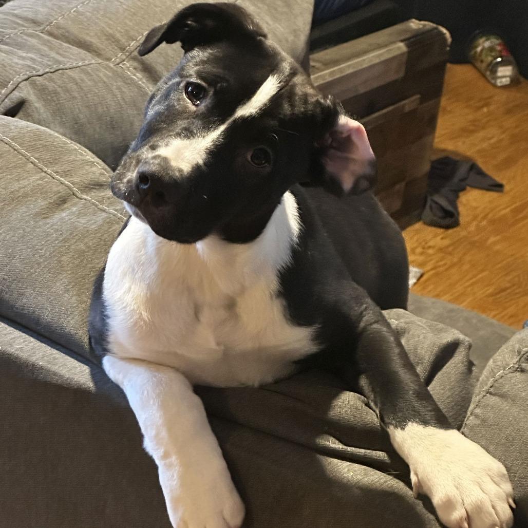 Enlarge Puppy Pebbles D9664, a Adoptable mixed breed in Princeton, MN image 4/6