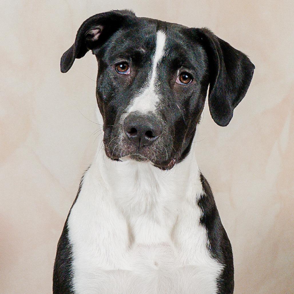 Enlarge Puppy Pebbles D9664, a Adoptable mixed breed in Princeton, MN image 4/6