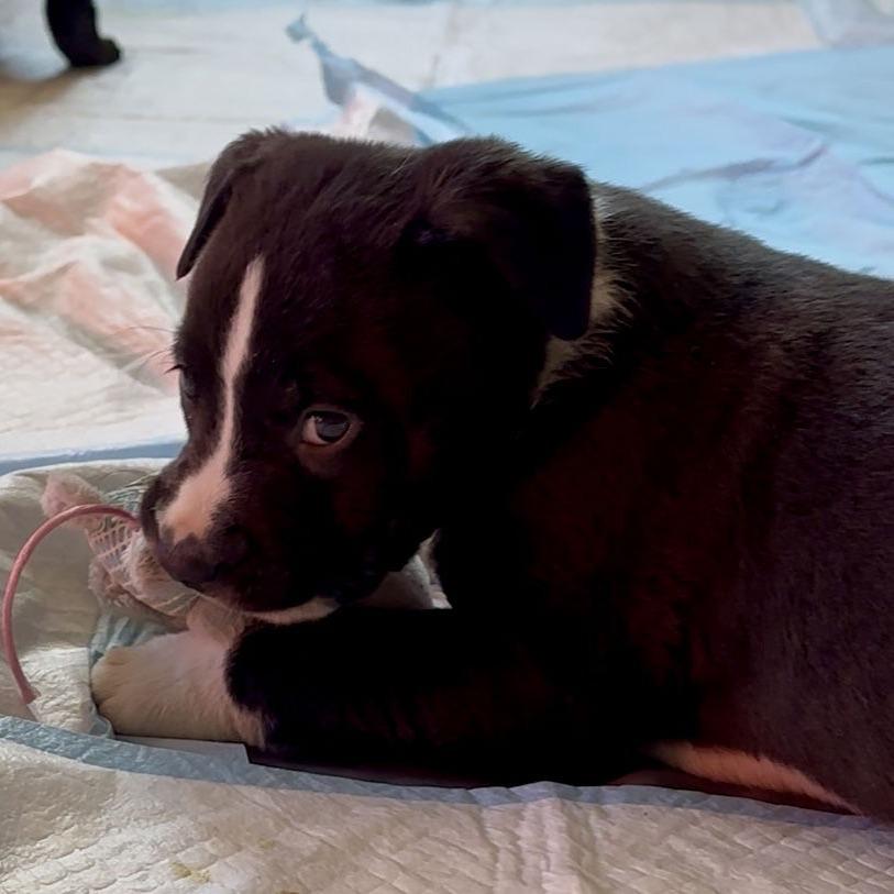 Enlarge Puppy Pebbles D9664, a Adoptable mixed breed in Princeton, MN image 5/6