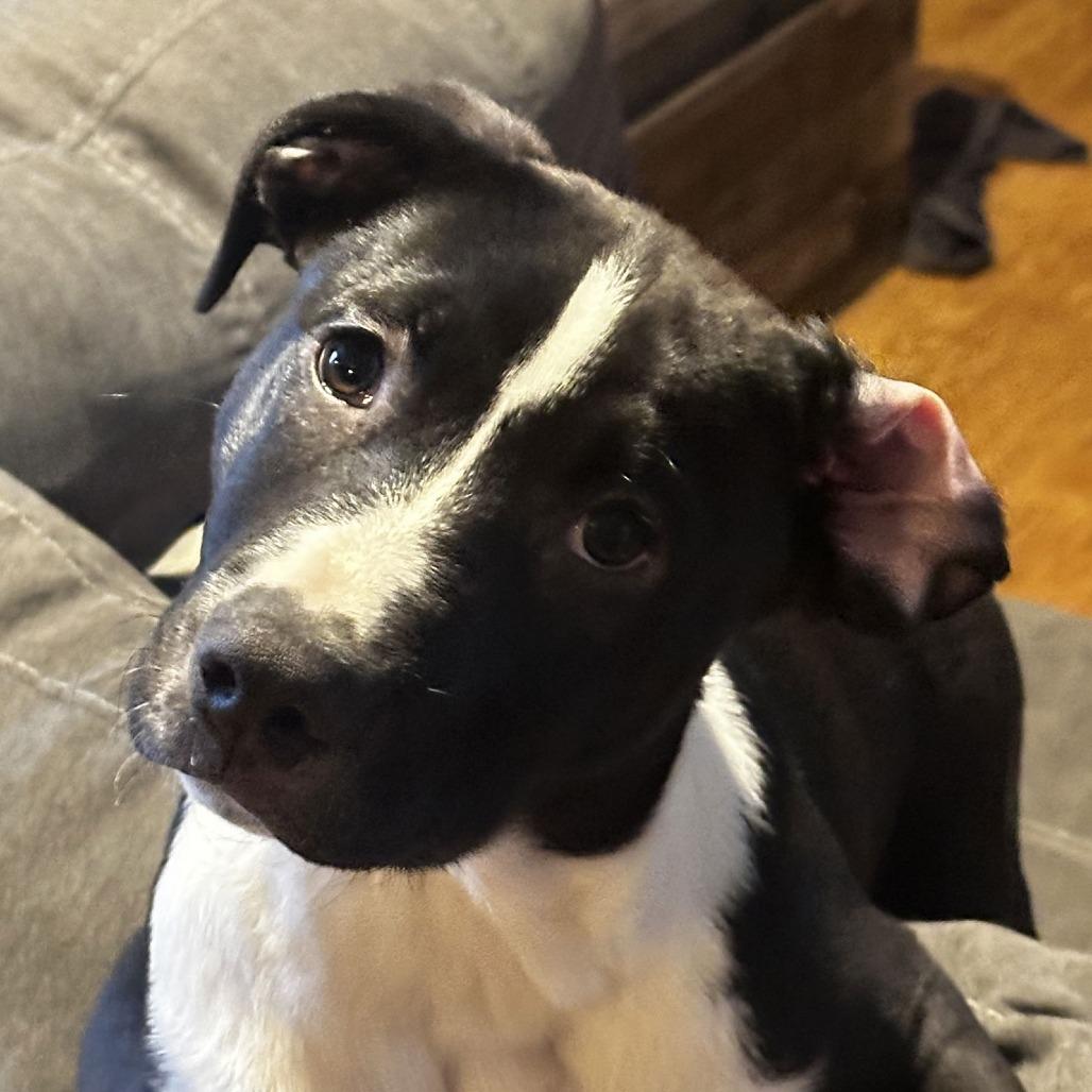 Enlarge Puppy Pebbles D9664, a Adoptable mixed breed in Princeton, MN image 6/6