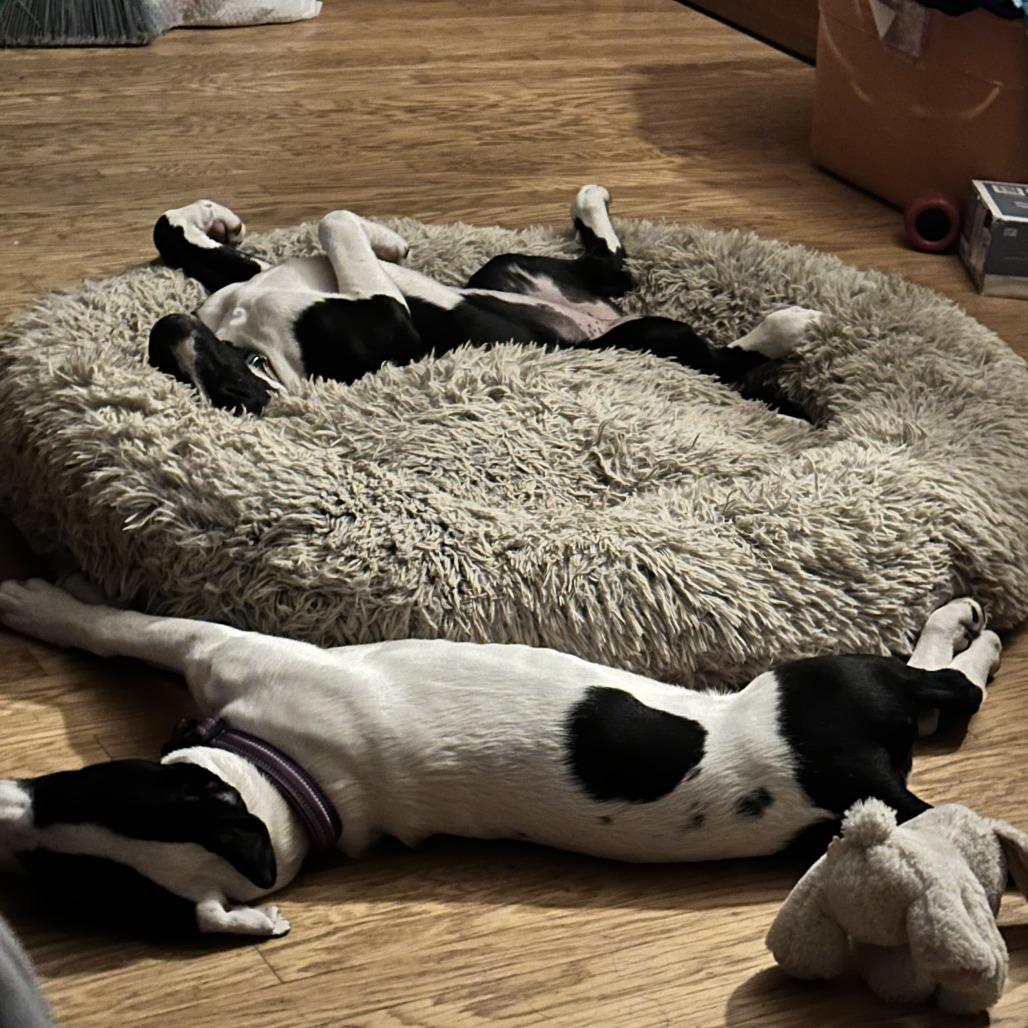 Enlarge Puppy Pebbles D9664, a Adoptable mixed breed in Princeton, MN image 6/6