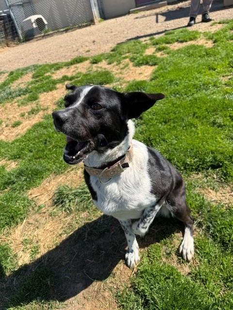 Enlarge Lola, a ADOPTABLE mixed breed in Augusta, WV image 4/5