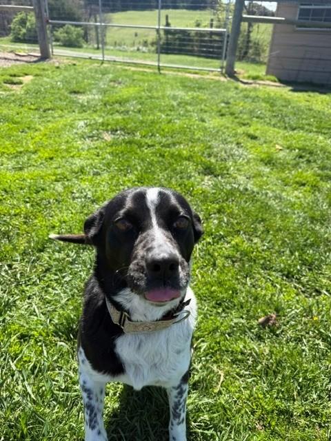 Lola, ADOPTABLE, Senior Female Labrador Retriever & Cattle Dog.